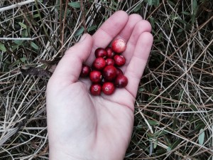 cranberry in hand 2
