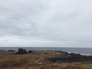 lobster cove 2