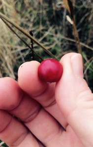 cranberry in hand